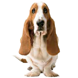 logo of Hush Puppies Online | El Salvador | Hushpuppies – Hush Puppies El Salvador